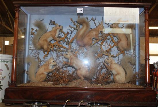 Taxidermic group of six red squirrels(-)